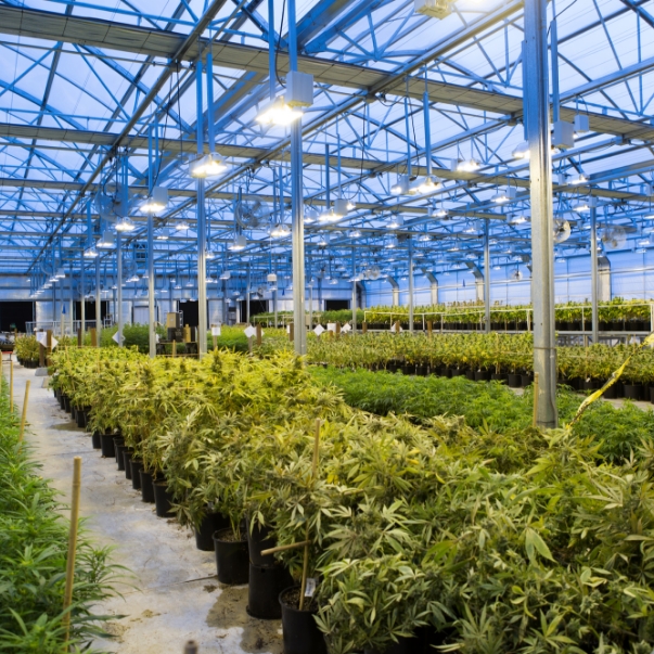 ライズゲートのロゴ